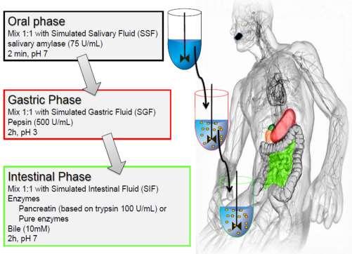Digestione gastrointestinale statica in vitro Fase orale Amilasi salivare 2 min, ph 7 l Fase gastrica