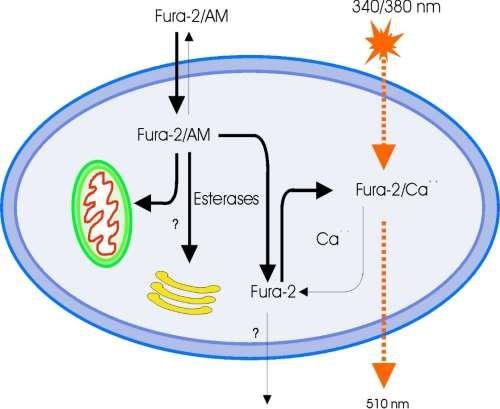 Uptake di Ca in vitro Determinazione della concentrazione citoplasmatica a livello di singola cellula Fura-2-AM (Non