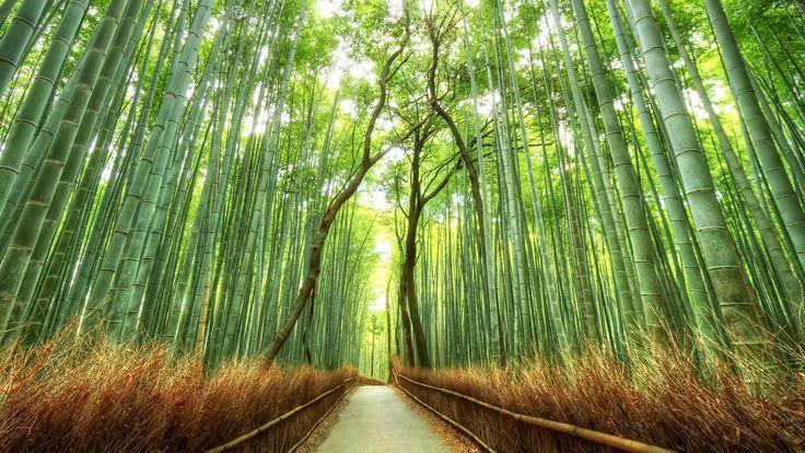 La foresta di bambù di Sagano occupa un estesa porzione del quartiere di Arashiyama, nella zona ovest della città di Kyoto, e offre agli abitanti e ai visitatori uno spettacolo maestoso che è da
