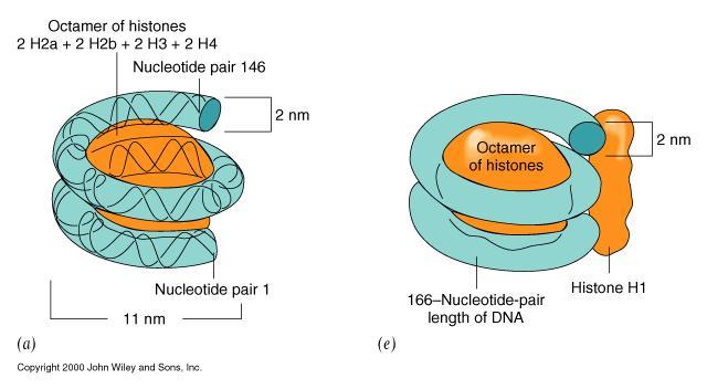 LA FIBRA DI CROMATINA A COLLANA DI PERLE Struttura globulare di 10-11 nm di diametro IL NUCLEOSOMA Un