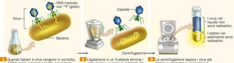 Il ruolo del DNA nell