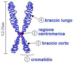 Cos è la cromatina?