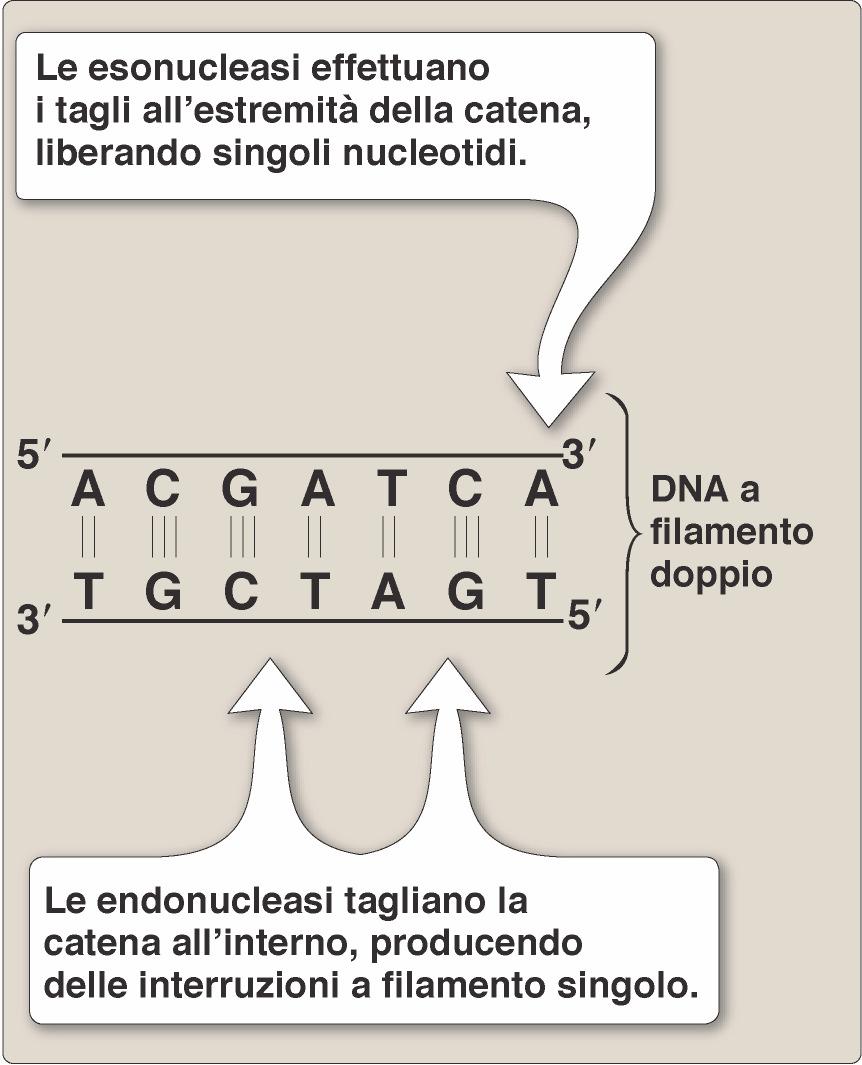 Il legame fosfodiestere può essere idrolizzato