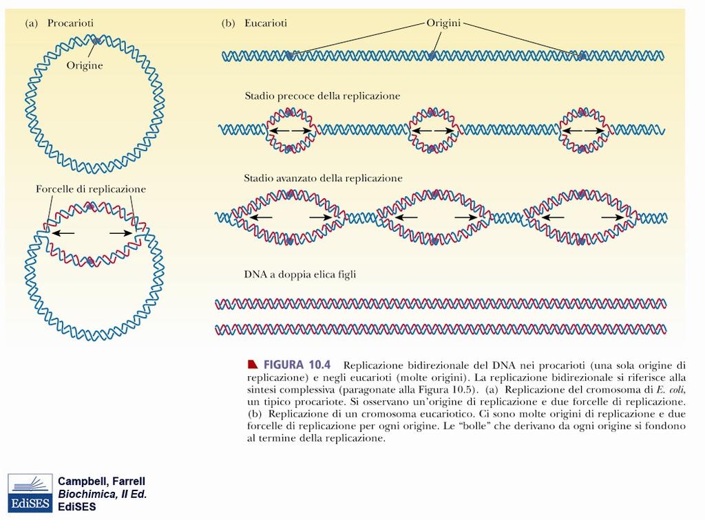 Nei procarioti la replicazione del DNA inizia in un unico sito (origine della replicazione) Negli eucarioti la replicazione inizia in più siti Sia nei