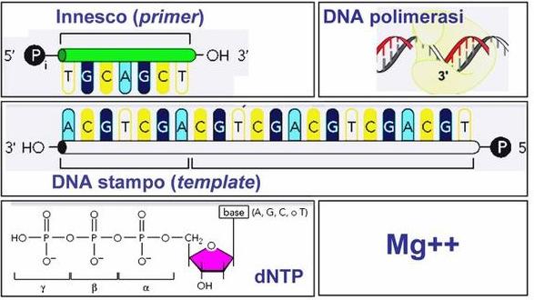 La sintesi delle nuove molecole di DNA è catalizzata da DNA polimerasi LA DNA POLIMERARI CATALIZZA L AGGIUNTA SEQUENZIALE DI UN DEOSSIRIBONUCLEOTIDE ALL ESTREMITA 3 -OH DI UNA CATENA POLINUCLEOTIDICA