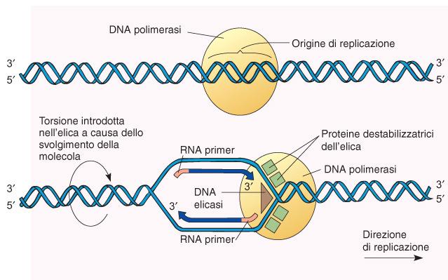 Problema 2: poiché i due filamenti sono antiparalleli, la