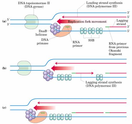 a) Ad intervalli, la DNA primasi sintetizza un primer di RNA per un nuovo frammento di Okazaki. La sintesi della catena lenta procede nel senso opposto a quello della forcella.