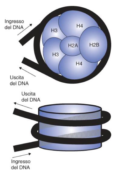 (ricche in Lys e Arg) L interazione con