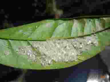 Agrumi Planococcus citri (Pseudococcidae) Saissetia oleae (Coccidae)