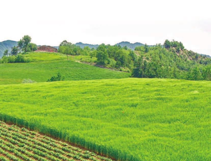 erbacee La resistenza agli erbicidi: un processo evolutivo in ambiente agricolo Maurizio Sattin 1, Giuseppe Zanin 2 PAROLE CHIAVE: malerbe, resistenza, erbicidi, evoluzione flora infestante.