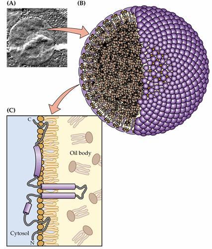 Durante lo sviluppo del seme molte piante sintetizzano grandi quantità di trigliceridi sotto forma di olio che si