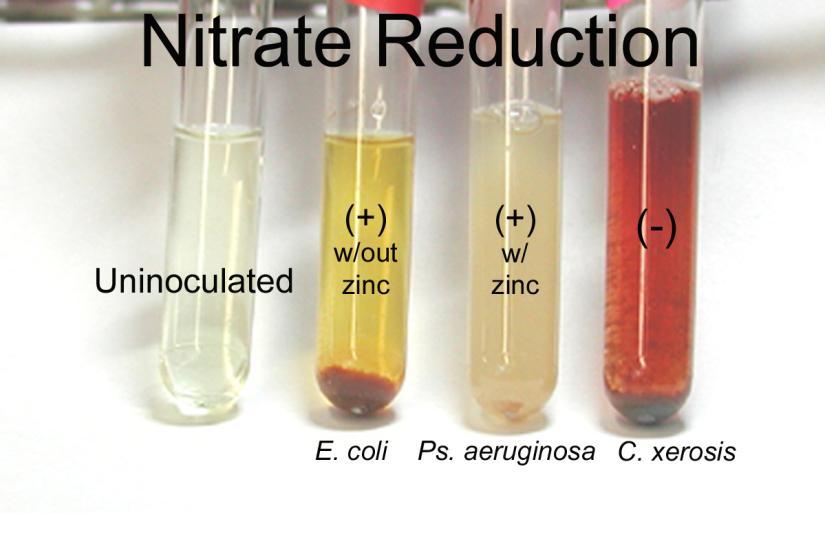 Gelatinasi + Riduzione