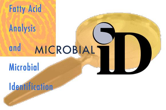 MICROBIAL IDENTIFICATION SYSTEM (MIS): analisi gas-cromatografica