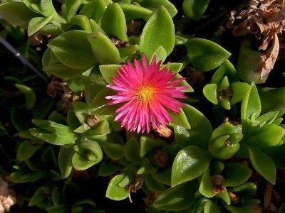 Molte Aizoaceae, come il Mesembryanthemum, sono piante a dispersione dei semi idrocora.