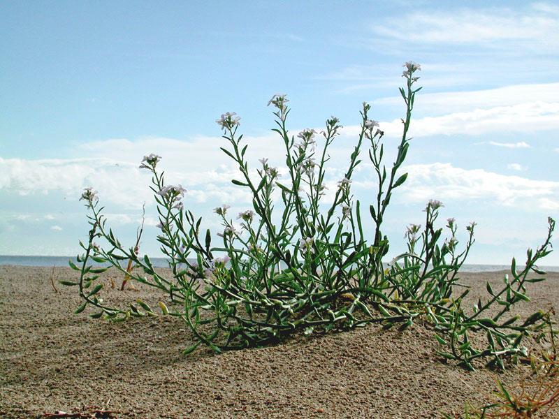 Il ravastrello (Cakile maritima) é una pianta