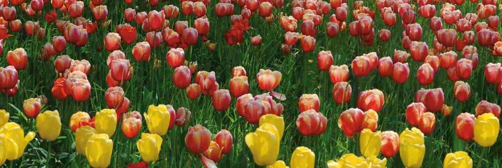 L isola di Mainau, raggiungibile sia a piedi che in battello, è un luogo da visitare in ogni periodo dell anno, ma senza dubbio raggiunge l apice del suo splendore nei mesi di maggio e giugno, quando