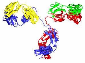 I mab biosimilari sono caratterizzati da una maggiore complessità strutturale simvastatina ormone della crescita infliximab Esempi di molecole tacrolimus epoetina G-CSF