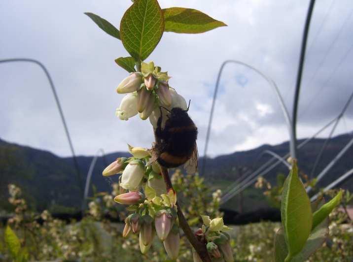 Pag. 10 di 13 Ape mentre impollina mirtillo Bombo mentre impollina mirtillo Controlli In pre-fioritura controllare l eventuale presenza di larve di micro lepidotteri (si nutrono dei boccioli fiorali