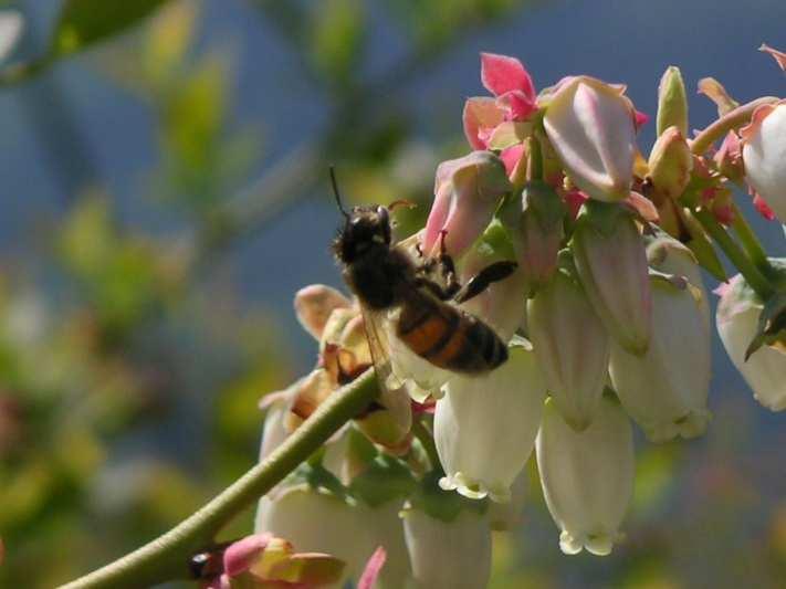 Concimazione Dalla fase di bottoni visibili è possibile eseguire la concimazione a spaglio frazionando la distribuzione, o iniziare con la fertirrigazione.