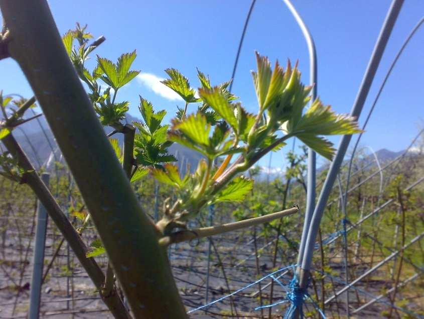 Pag. 7 di 13 MORA Terminata la potatura per il diradamento e la selezione dei tralci, intervenire con rame alla dose di etichetta.