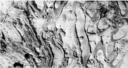 tertiicolloquiirudistarum fossilizzati in posizione di vita Mescolata