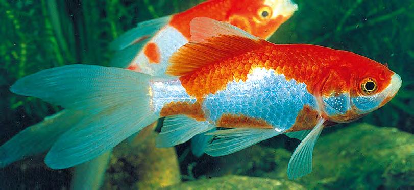 sera aquatan neutralizza gli ioni dei metalli pesanti e protegge la mucosa dei pesci rossi.