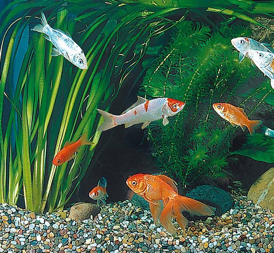 Indice Pesci d acqua fredda di facile allevamento... 4 Pesci rossi particolari forme di allevamento... 6 Piante acquatiche.