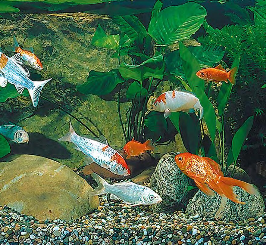 Pesci rossi ed altri pesci d acqua fredda I pesci d acqua fredda sono pesci molto belli e vivaci. Hanno spesso un aspetto da personaggi delle fiabe.