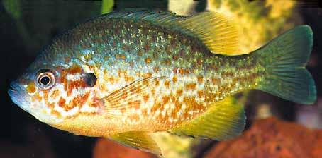 Cometa Sarasa È una varietà del pesce rosso