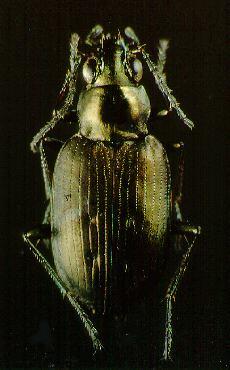 6-9 Asaphidion caraboides