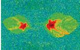 Foglie giovani Foglie mature Applicazione su foglia di melo con Fluopyram (formulazione radio marcata 14 C) Fluopyram 100 ppm 48