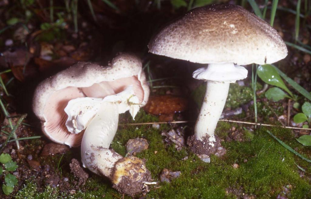 Agaricus