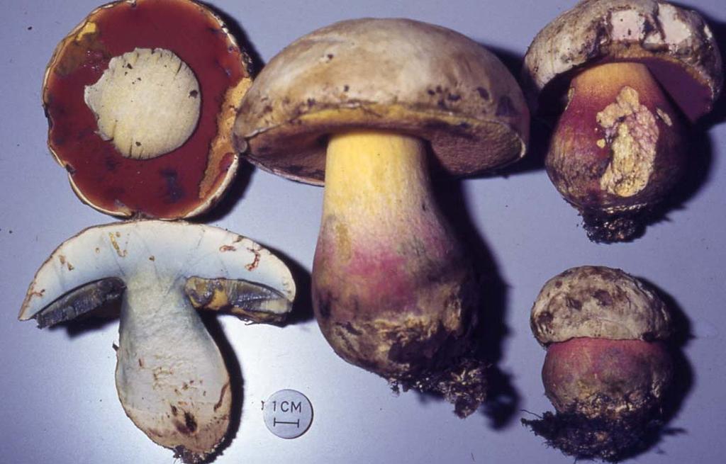 Boletus