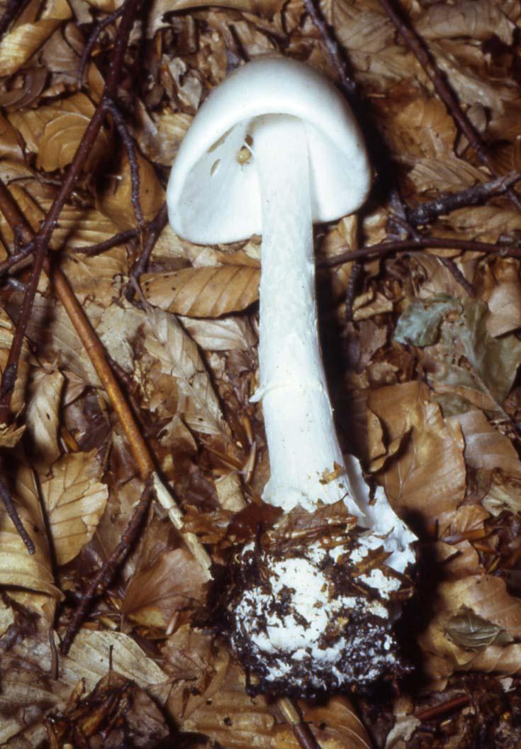 Lepiota