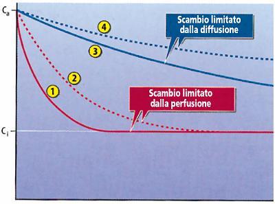 Quando la permeabilità è elevata, l equilibrio di concentrazione è raggiunto rapidamente, la quantità di sostanza che passa è limitata dall entità di flusso ematico (perfusione) Quando la