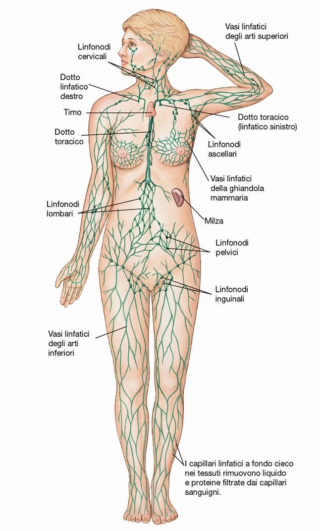 Sistema Linfatico (Flusso di 120 ml/ora ora,, 2