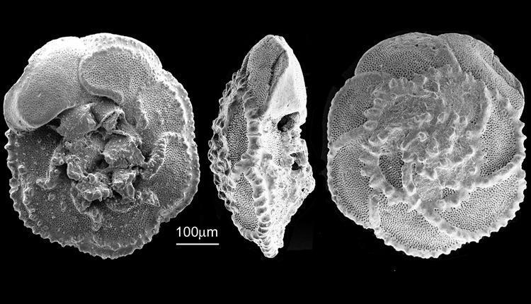 Foraminiferi planctonici (globotruncane) Globotruncana