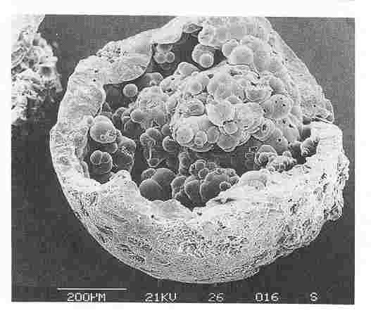 Particelle di fuliggine trovate nelle argille del limite. Sono simili a quelle che si generano da impianti che bruciano carbone.