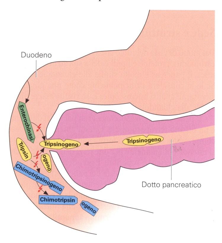 Attivazione degli