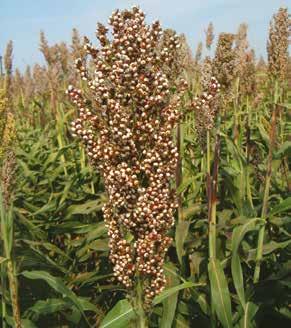 Sorgo da trinciato ES HARMATTAN si presenta come un sorgo da granella di taglia elevata che, trinciato e insilato, costituisce un interessante fonte di energia per la produzione di biogas, in