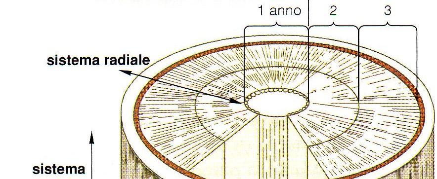 Il legno o xilema secondario è un tessuto complesso sistema radiale deriva dalle