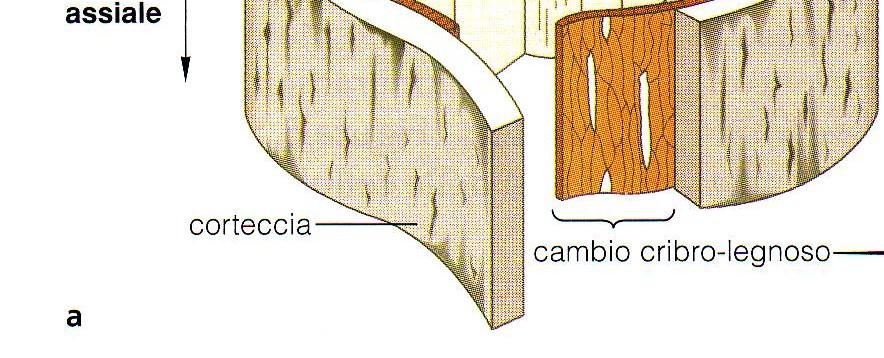 fusiformi è costituito da vasi, fibre e parenchima del legno scorza o ritidoma cambio