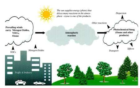 Foglie che intercettano le particelle Le foglie assorbono gas inquinanti e CO 2 e producono ossigeno Aria pulita Strato di foglie che filtrano più efficacemente Camion ASSORBONO Ossidi di Azoto (NO e