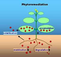 suolo Fitovolatilizzazione: degradazione/accumulo: Rimozione di contaminanti dal suolo e successivo