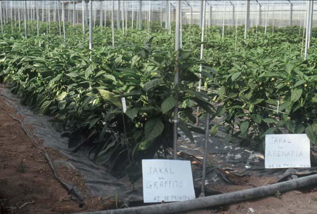 14 Febbraio-Marzo 2004 Prova di peperone innestato presso l azienda De Prisco ranise, sono coltivati ortaggi sotto tunnel ad arco tipici della zona.