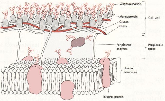 Parete rigida (complessi di carboidrati, lignina o cera) Cellule