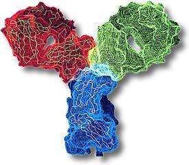 Esempi Produzione di anticorpi.