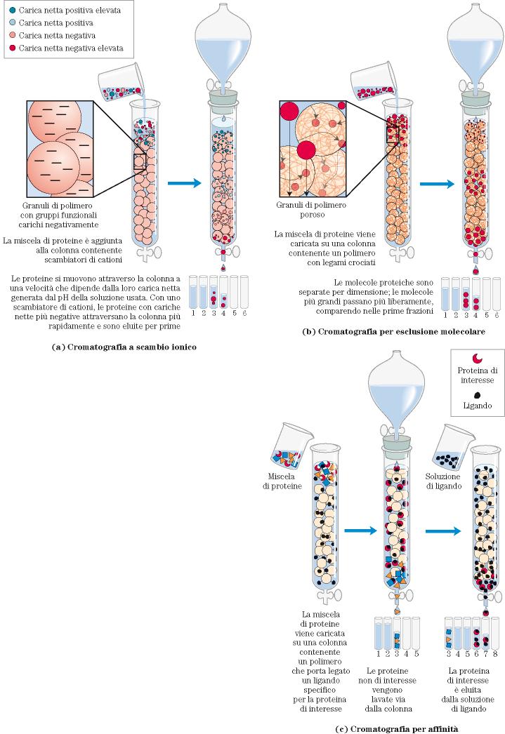 Scambio ionico