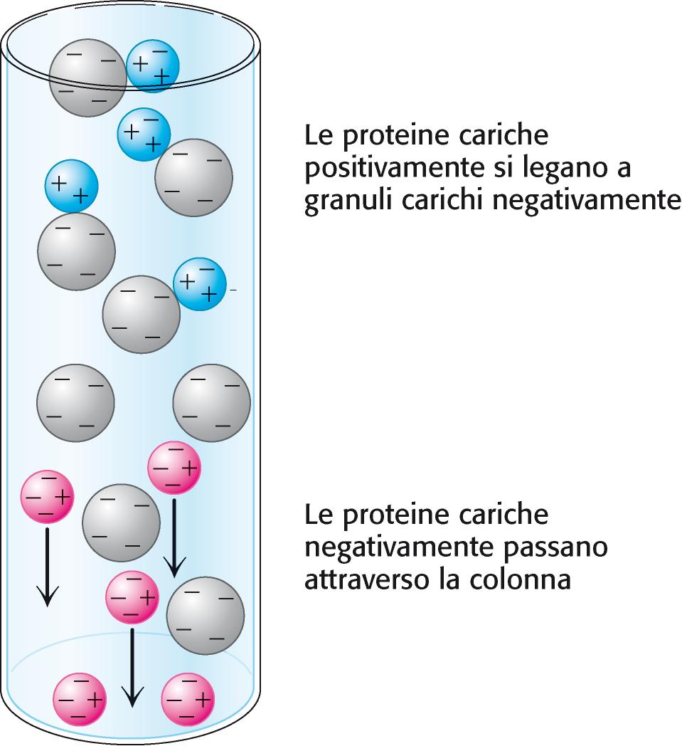 Cromatografia a scambio ionico Eluisco poi variando il ph e/o la forza ionica