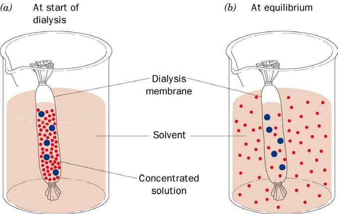 Sviluppo dei passaggi per il cambiamento di tampone e la concentrazione del campione - Precipitazione (entrambi) - Filtrazione (entrambi) TECNICHE AUSILIARIE - Cromatografia per gel filtrazione